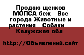 Продаю щенков МОПСА беж - Все города Животные и растения » Собаки   . Калужская обл.